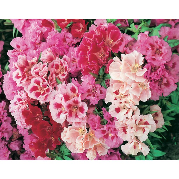 Годеция Микс Godetia grandiflora