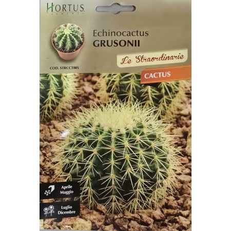 Кактус Ехинокактус (Echinocactus grusonii)