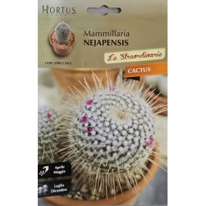 Кактус Мамилария (Mammillaria nejapensis)