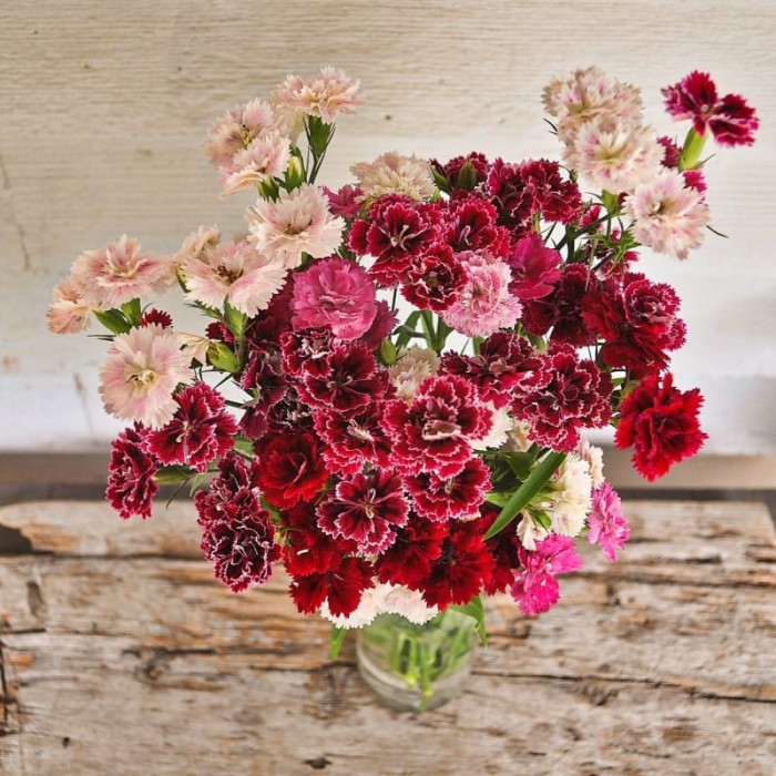 Карамфил Китайски Двоен Микс Dianthus chinensis