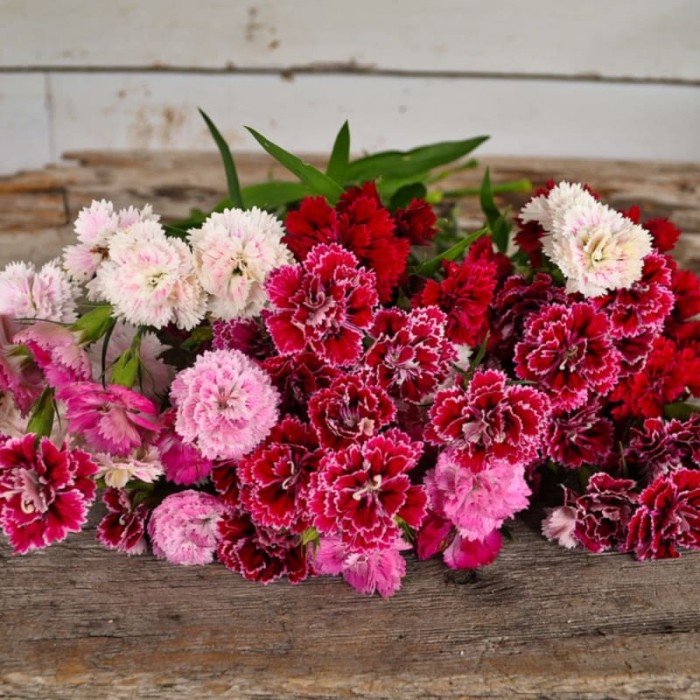 Карамфил Китайски Двоен Микс Dianthus chinensis