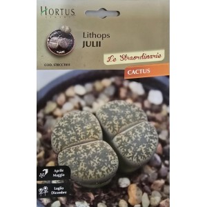 Литопс  (Lithops julii) – Живи камъни