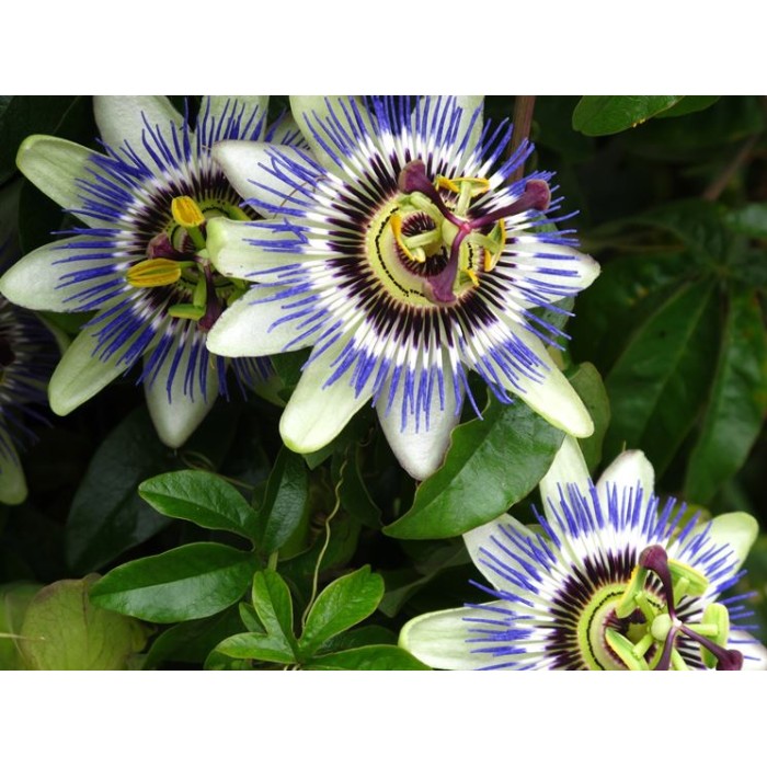 Синя Пасифлора Passiflora Cerulea