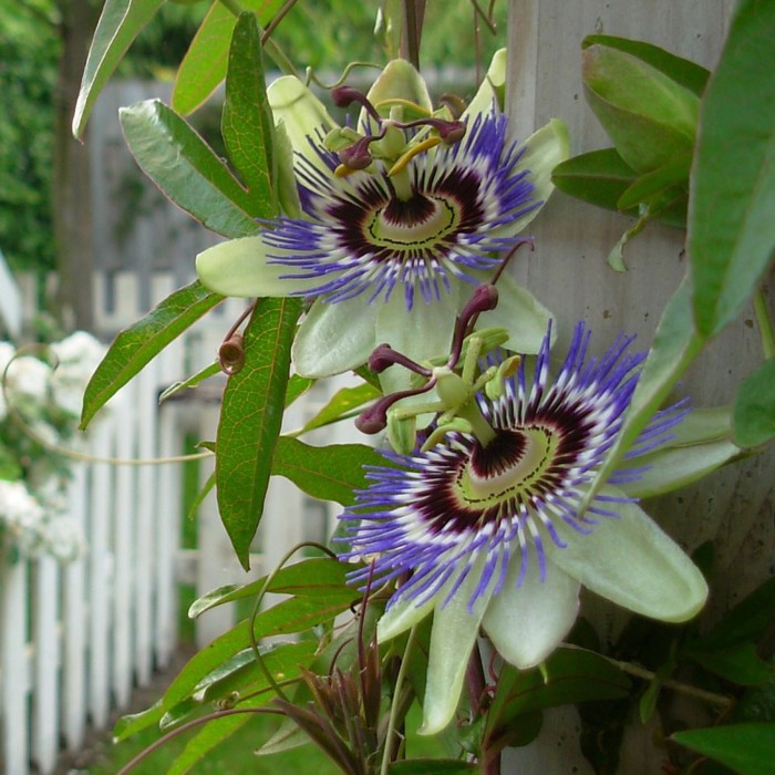 Синя Пасифлора Passiflora Cerulea