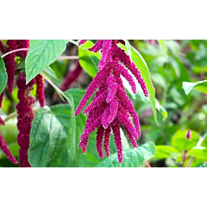Амарант Лисича опашка Amaranthus
