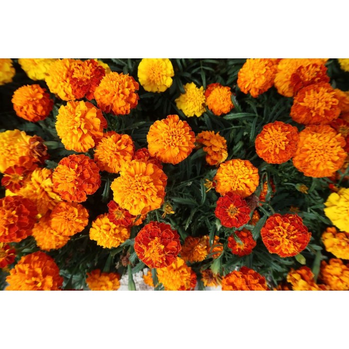 Тагетес Френски Джудже Микс Tagetes patula-erecta