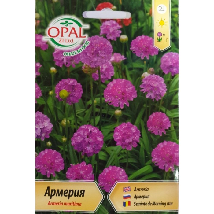 Армерия Armeria maritima