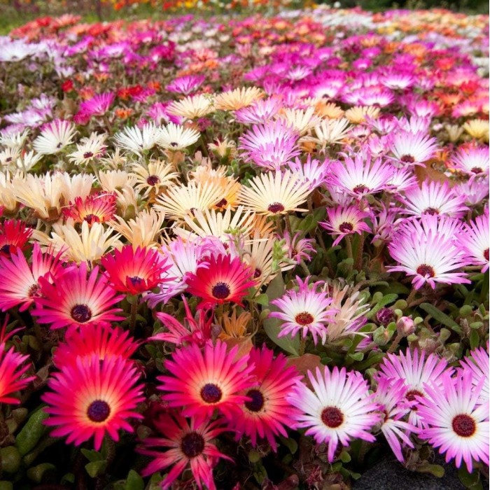 Месембриантемум Mesembryanthemum criniflorum
