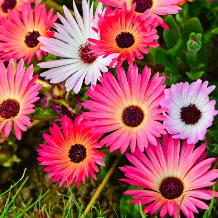Месембриантемум Mesembryanthemum criniflorum