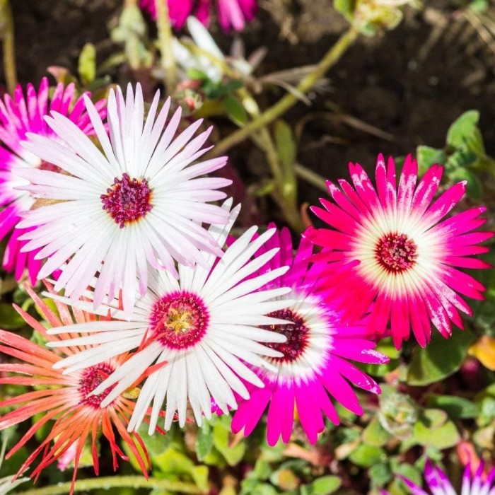 Месембриантемум Mesembryanthemum criniflorum