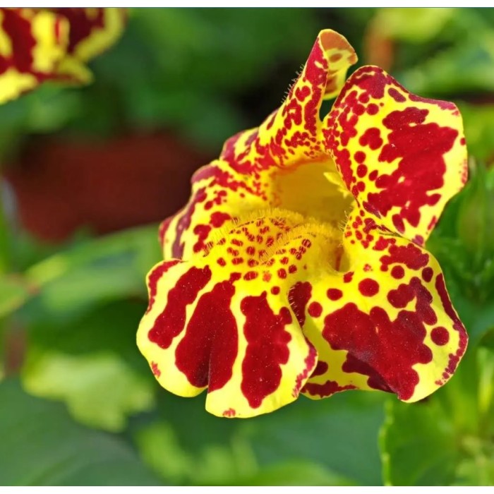 Мимулус Mimulus tigrinus