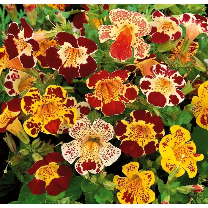 Мимулус Mimulus tigrinus