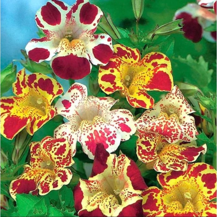 Мимулус Mimulus tigrinus