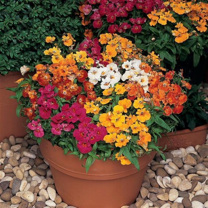 Немезия Nemesia strumosa