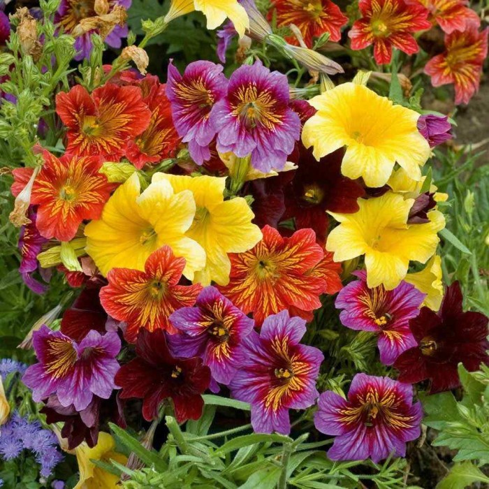 Салпиглосис микс Salpiglossis sinuata