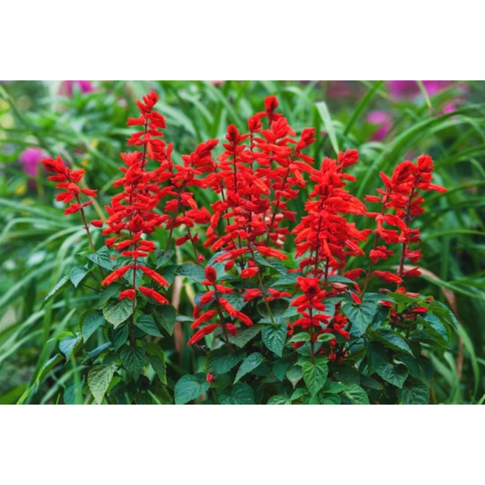 Салвия (Пламък) Salvia splendens