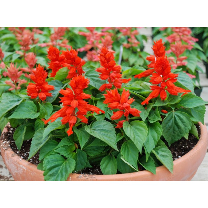 Салвия (Пламък) Salvia splendens