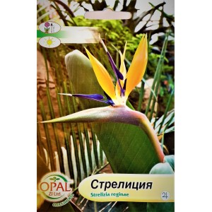 Стрелиция Strelizia reginae