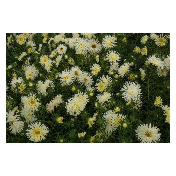 Астри Жълти Игловидни Уникум Callistephus chinensis L Ness Unicum