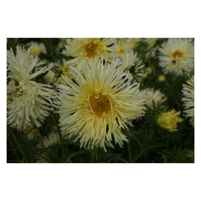 Астри Жълти Игловидни Уникум Callistephus chinensis L Ness Unicum