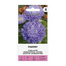 Астри Паеони Виолет Callistephus chinensis L Paeony