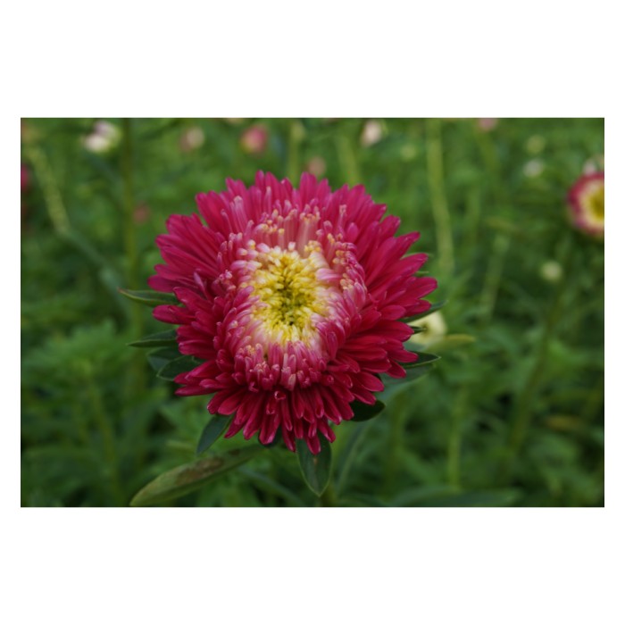 Астри Розова Принцеса Callistephus chinensis L Ness Princess