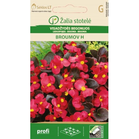 Бегония Брумов F1 Begonia semperflorens hort.