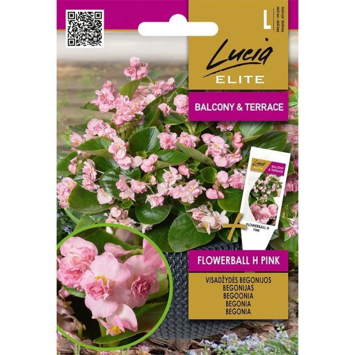 Бегония Розова Flowerball F1 Begonia semperflorens hort