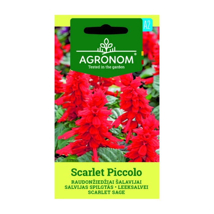 Салвия Скарлет Пиколо Salvia splendens Sellow ex Schult Scarlet Piccolo