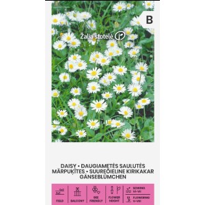 Парички Бели Bellis perennis