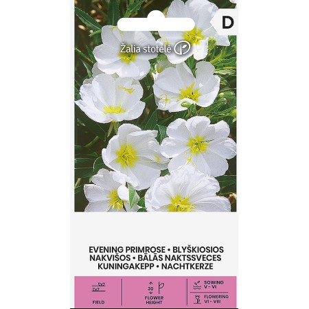 Вечерна Бяла Иглика Oenothera pallida