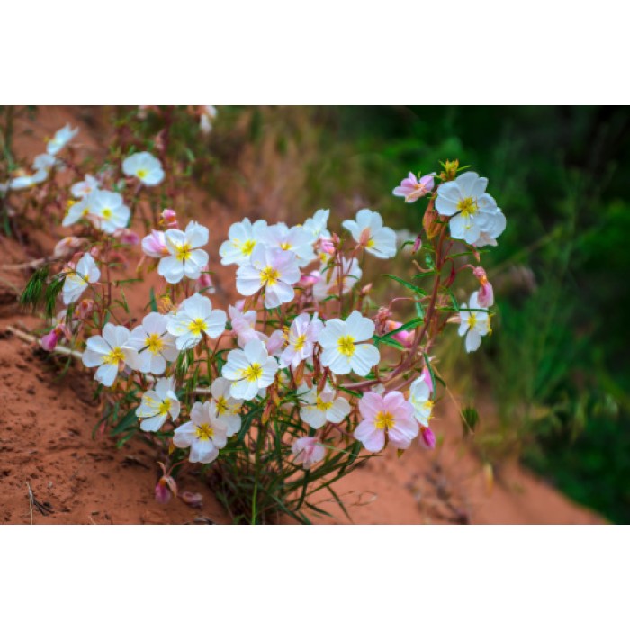 Вечерна Бяла Иглика Oenothera pallida