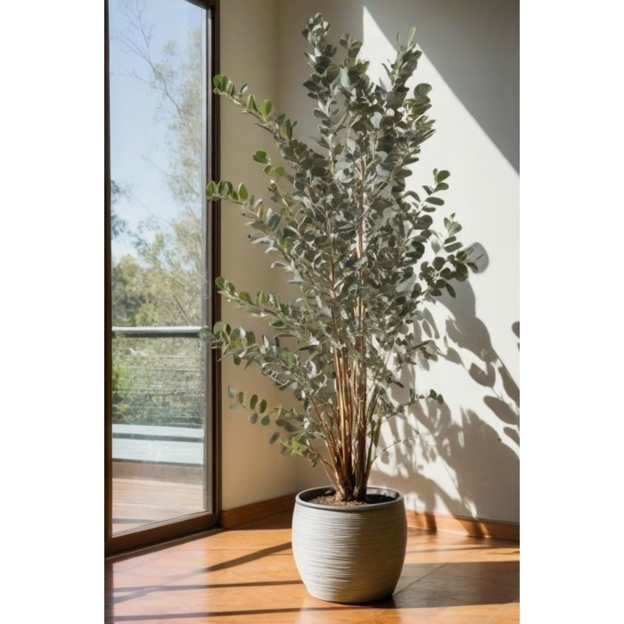 Евкалипт Сребрист Eucalyptus cinerea