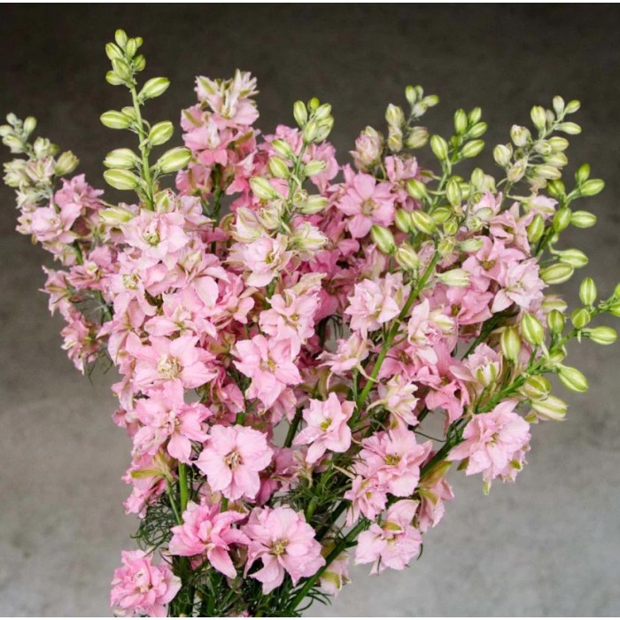 Делфиниум Гигант Розова кралица Giant Larkspur Rose queen