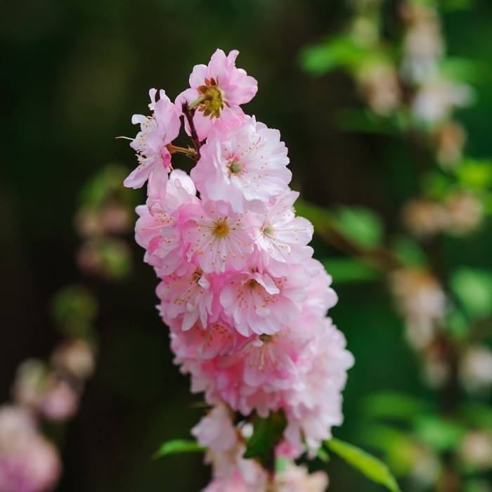 Делфиниум Гигант Розова кралица Giant Larkspur Rose queen