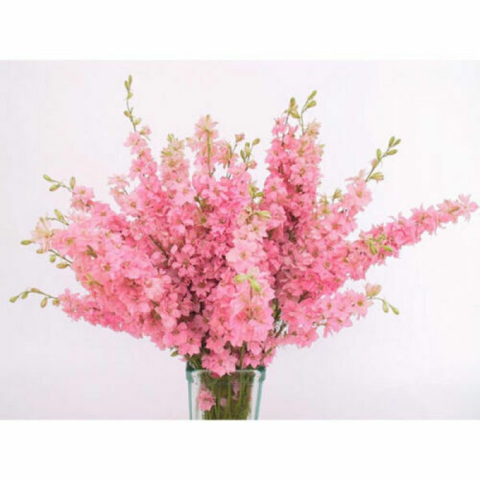 Делфиниум Гигант Розова кралица Giant Larkspur Rose queen