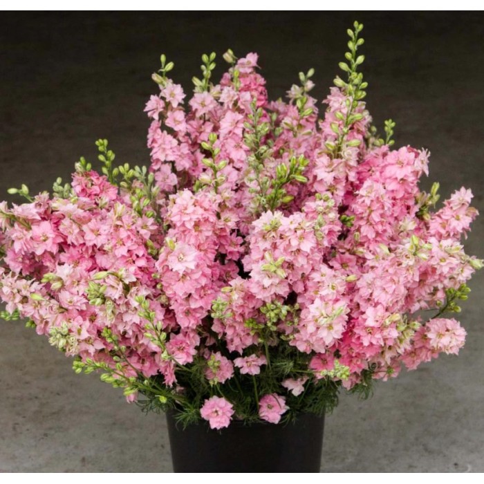 Делфиниум Гигант Розова кралица Giant Larkspur Rose queen