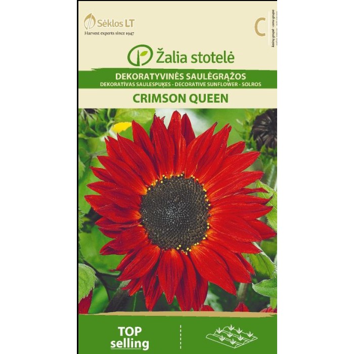 Хелиантус Червена Кралица Helianthus annuus Crimson Queen