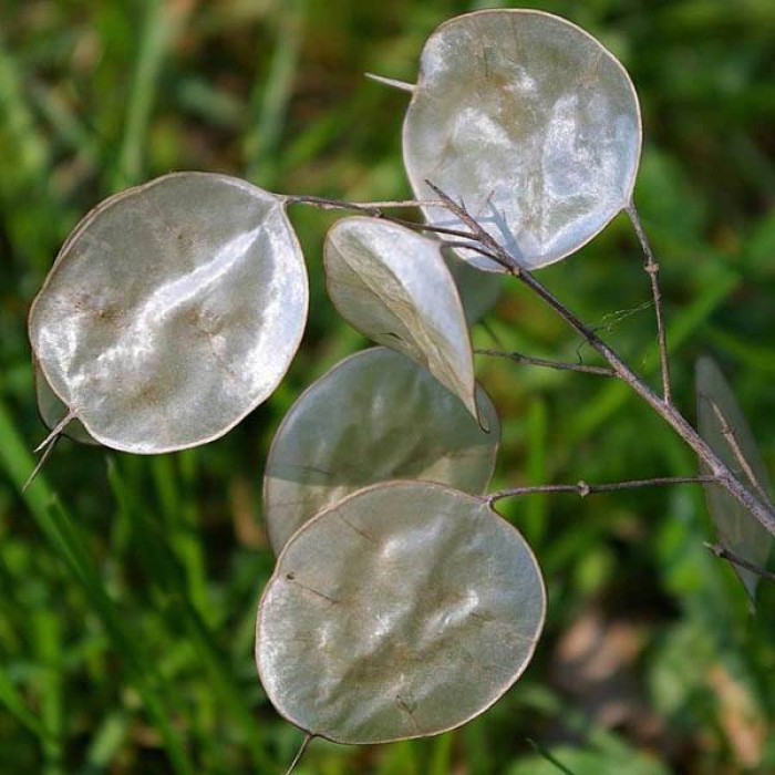 Лунария Сребърна пара Lunaria Biennis 