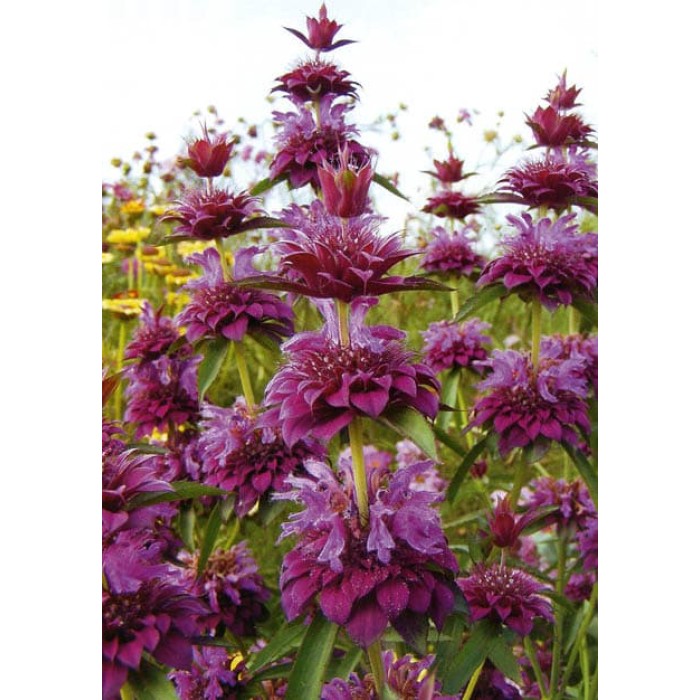 Монарда Лилава (ПЧЕЛЕН БАЛСАМ) Monarda fistulosa