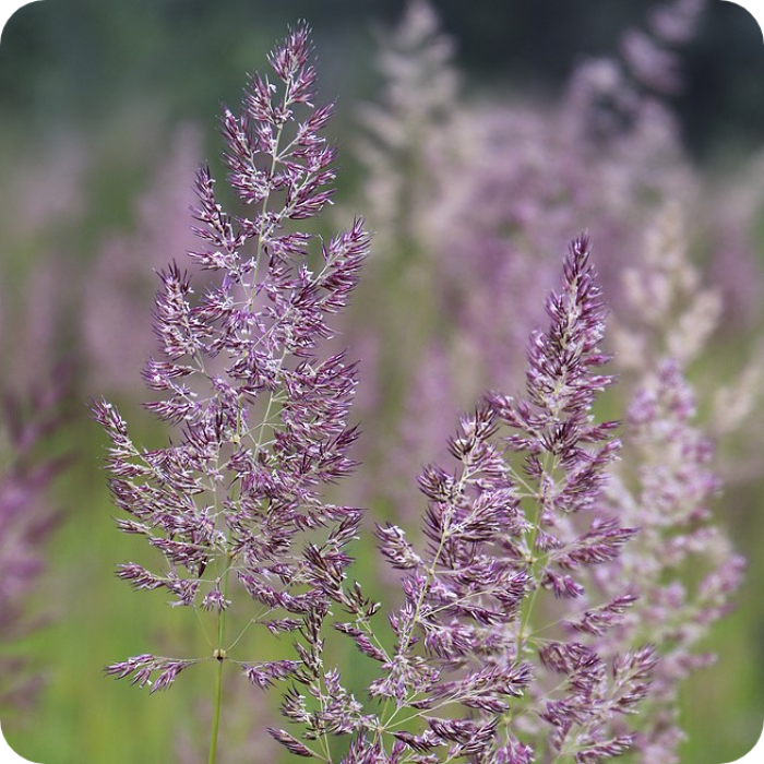 Червена власатка (финолистна) Agrostis capillaris
