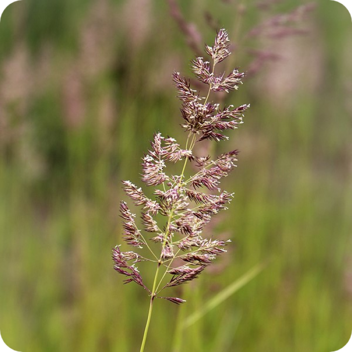 Червена власатка (финолистна) Agrostis capillaris