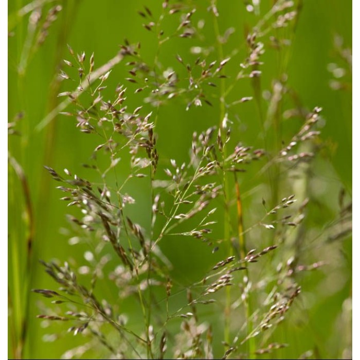 Червена власатка (финолистна) Agrostis capillaris