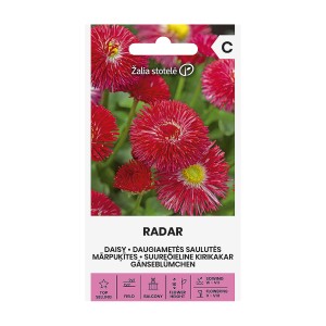 Парички червени - Radar Bellis perennis