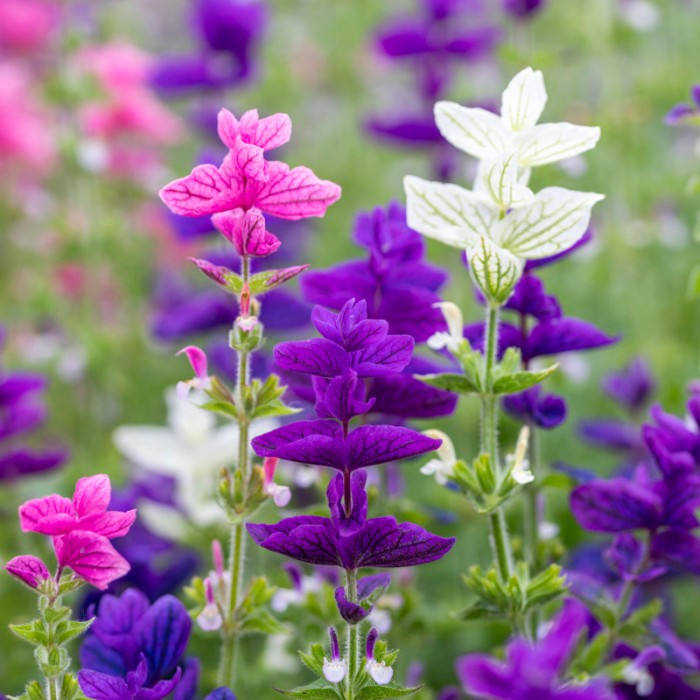 Салвия Клери Mикс Salvia Horminum Clary
