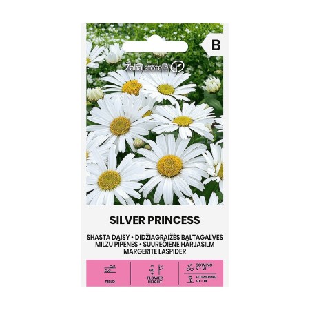 Голяма Маргаритка Сребърна принцеса Leucanthemum maximum