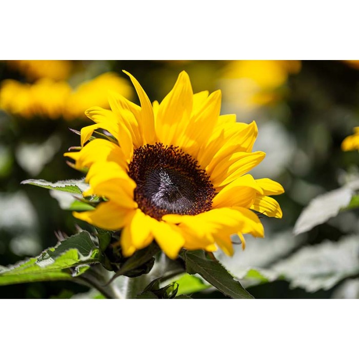 Декоративен слънчоглед Бамбино Helianthus annuus Bambino