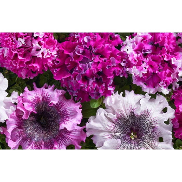 Петуния Едроцветна Триумфът Petunia grandiflora Cernys Triumph