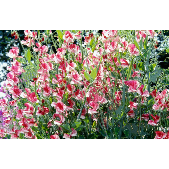 Латирус Американа Lathyrus odoratus