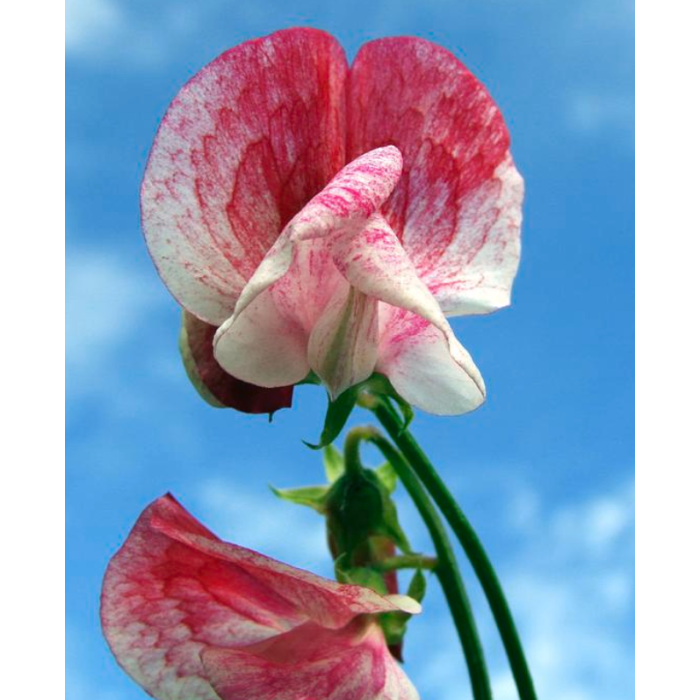 Латирус Американа Lathyrus odoratus